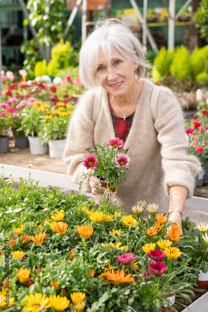 Elderly woman buyer chooses gazania hybrida in pot in flower shop..