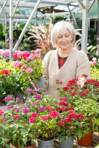 Elderly woman buyer chooses pentas mix in pot in flower shop..