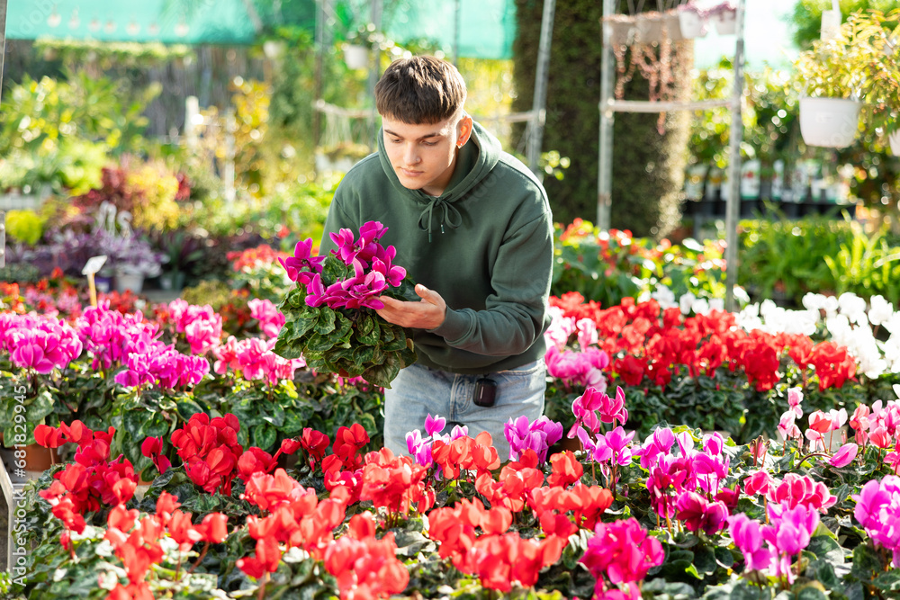 Male customer choosing potted cyclamen in container garden shop