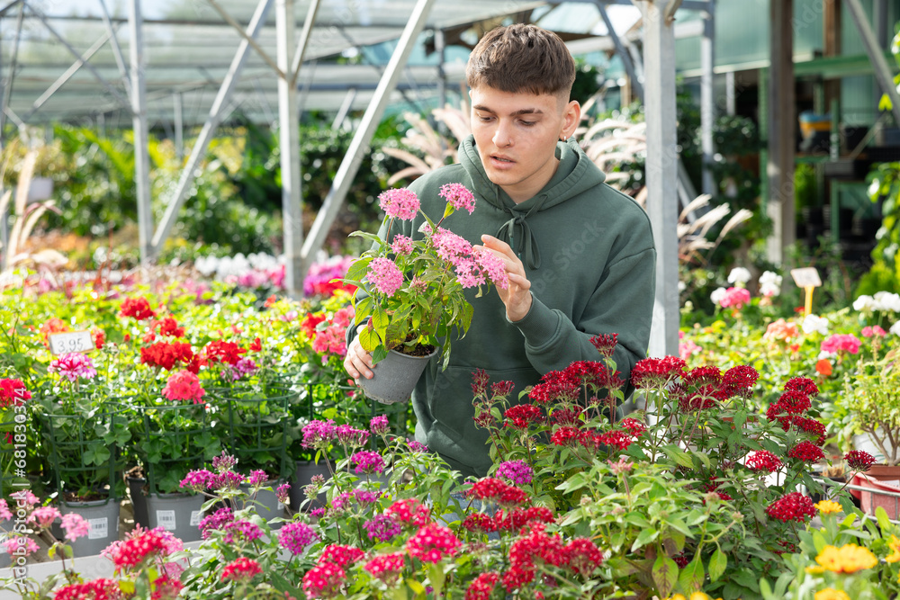 Guy visitor of flower boutique examines flowers of red pentas mix