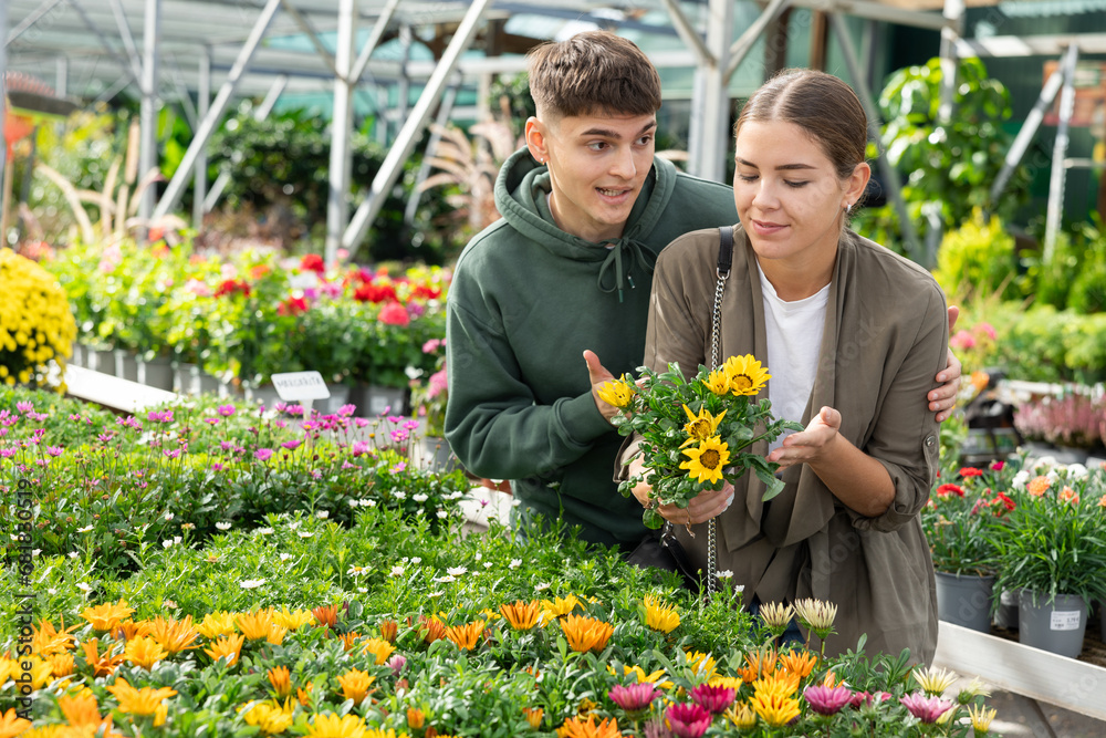 Couple customer-onlooker curiously examines showcase exhibition with outdoor plant gazania. Owners of offline flower shop inspects showcase with goods new arrival