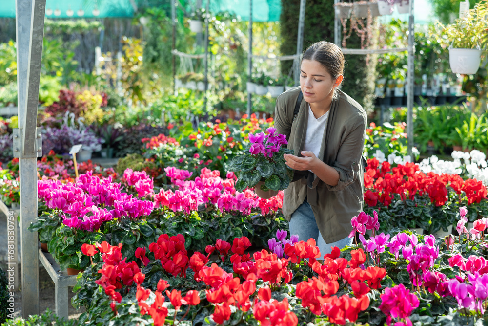 Girl inspects pot with houseplant cyclamen in store for amateur gardeners. Buyer reads name of flower on price tag.