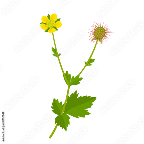 Vector illustration, Geum urbanum, also known as wood avens, Bennet's herb and colewort, isolated on white background.