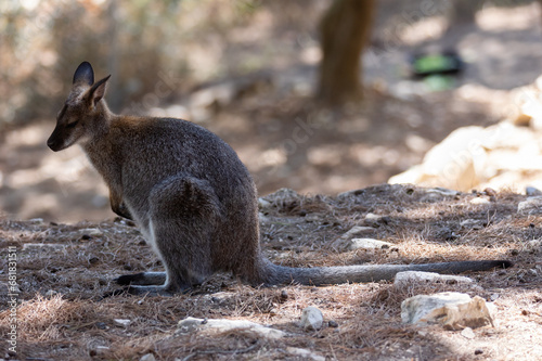 Kangaroo wallaby de Bennett, is sitting on fallen conifers in shade of tree. Animal in natural habitat, nature reserve, housing estate tourism