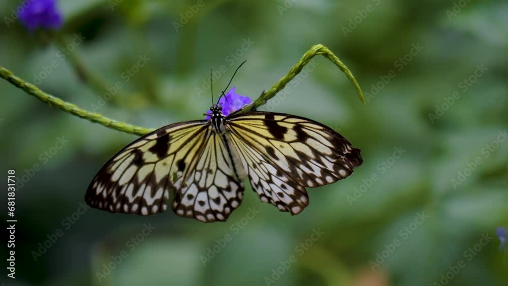 A Close view of a tree nymph butterfly moving around a purple flower. A Close view of a tree nymph butterfly moving around a purple flower.