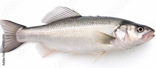 Single raw fresh sea bass isolated on white background. AI generated image