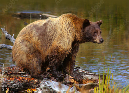 Brown Bear at a creek in the Wild