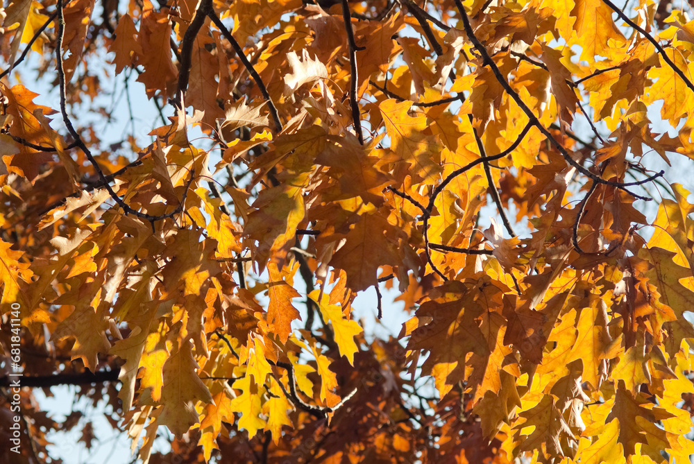 autumn background, photo shows yellow autumn leaves on a tree