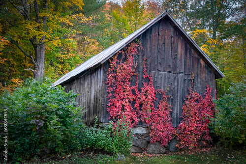 Barn with autumn red vines 