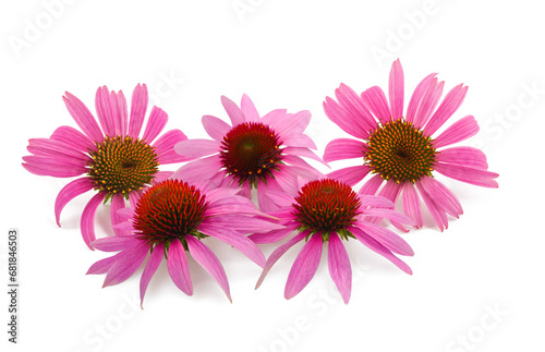 Echinacea flowers group