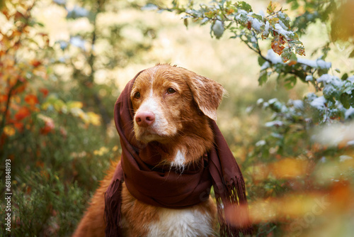  Dog wrapped in scarf, autumn's chill. A Nova Scotia Duck Tolling Retriever stands amidst a forest with snow-dusted leaves