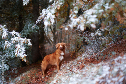Obraz na plátně solitary Nova Scotia Duck Tolling Retriever dog stands amidst a dusting of snow,