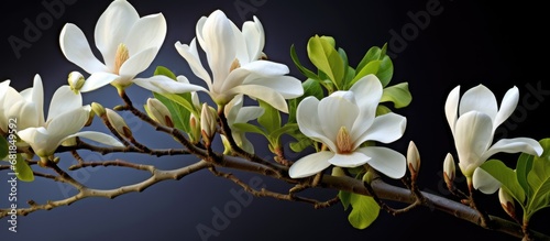 serene garden  a vibrant green plant from the Magnoliaceae family  known as the Magnolia acuminata or Cucumber magnolia  stood proudly  delicate Magnolia blossoms adorning its branches  captivating