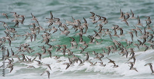Groupe de bécasseaux sanderling sur une plage en Bretagne-France photo
