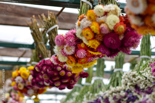 Colourful strawflower bouquets hanging upside down drying photo