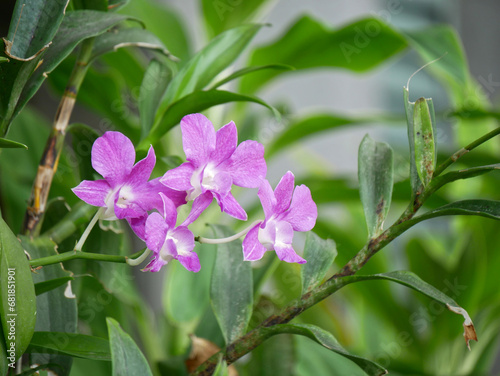 purple orchid with blur background