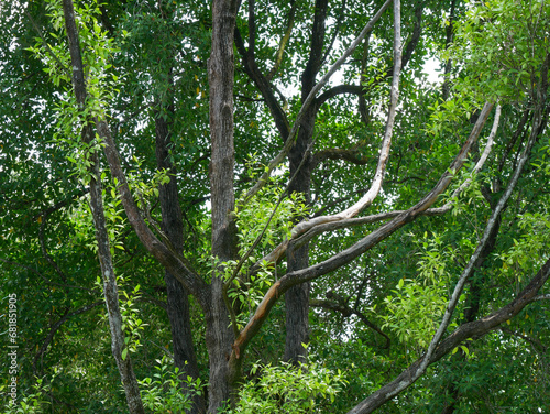 backgeound of branch tree with green leaves