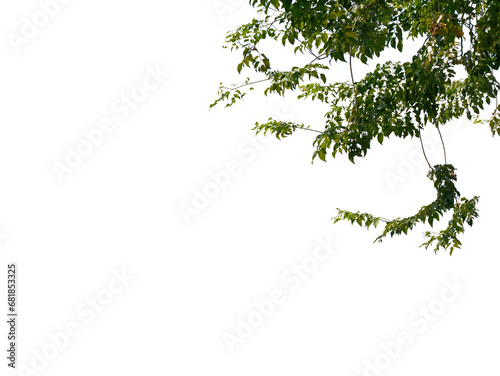 Fototapeta Naklejka Na Ścianę i Meble -  branch of leaves on transparent background
