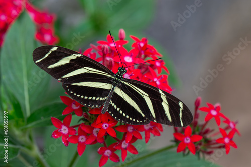 Zebra Longwing Butterfly on a Red Flower