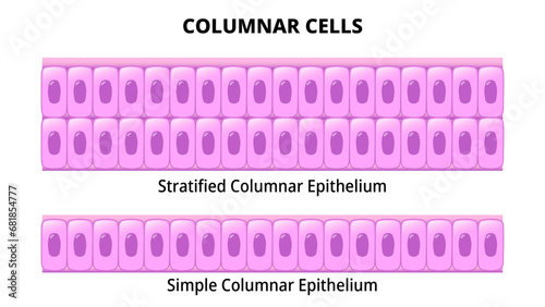Columnar Cell - Simple Columnar Epithelium - Stratified Columnar Epithelium - Histology Medical Vector Illustration photo