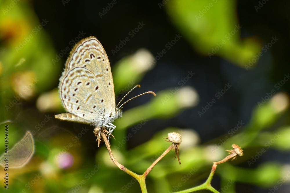 custom made wallpaper toronto digitalButterflies have two pairs of thin wings. Their bodies, wings, and legs are covered with tiny scales, similar to dust, that give them different colors. The mouth is a long trunk