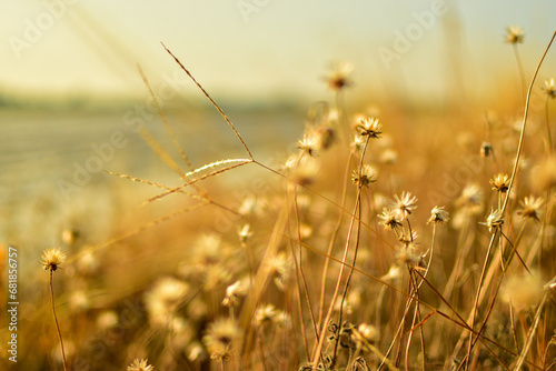 The grass has dead flowers. from the use of herbicides by farmers