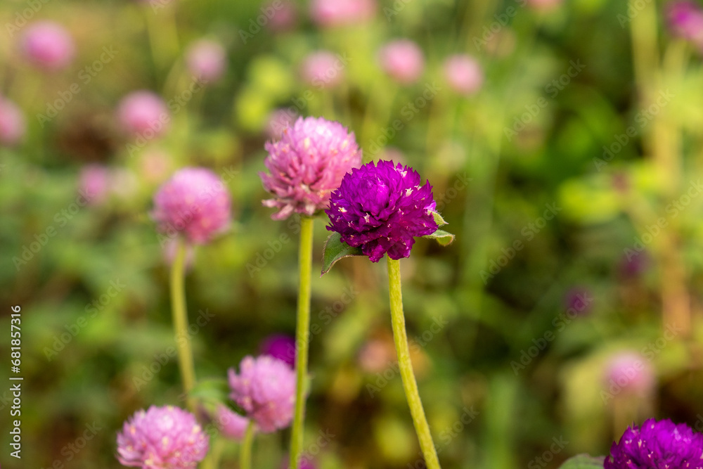 Beautiful close-up of gomphrena globosa flower. Beautiful close-up of gomphrena globosa flower.