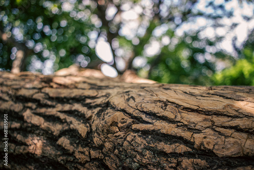 detail plan of a tree branch