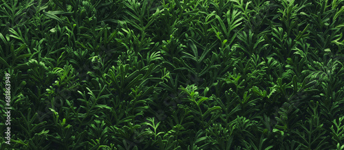 Fototapeta Naklejka Na Ścianę i Meble -  Foliage background with fresh green plant leaves. Plant wall for environmentally friendly or Earth day background.