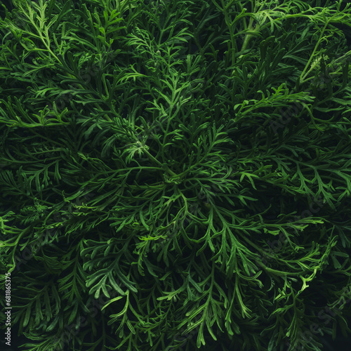 Foliage background with fresh green plant leaves in a simple center arrangeme...