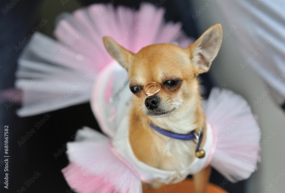 A small dog in a wedding dress with gold rings on its nose. Brown toy terrier. A small dog in a wedding dress with gold rings on its nose. Brown toy terrier.