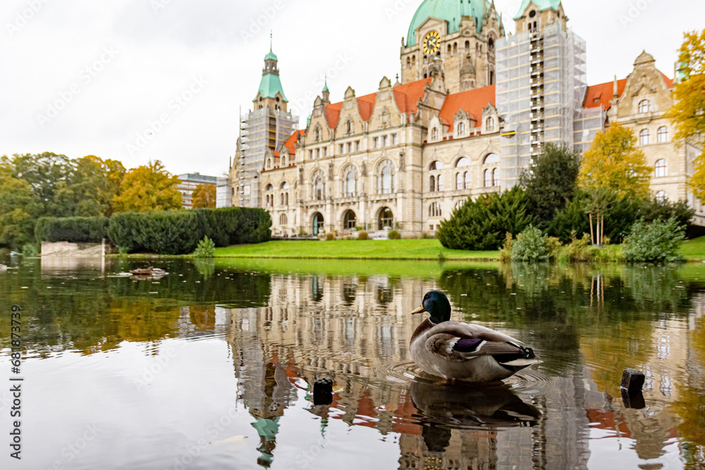 Fototapeta premium Close-up view on duck on the lake near New City Hall building. Beautiful reflection in the water. New Town Hall (Neues Rathaus), Hannover, Germany.