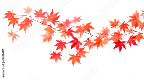 Clear Background showcasing Japanese Maple Acer palmatum Leaves in Autum 
