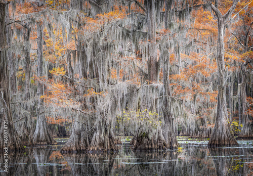 Caddo Lake is a bayou in east Texas filled with cypress trees with needles that turn red, yellow and orange in the fall. When the trees are backlit, the Spanish Moss glows.