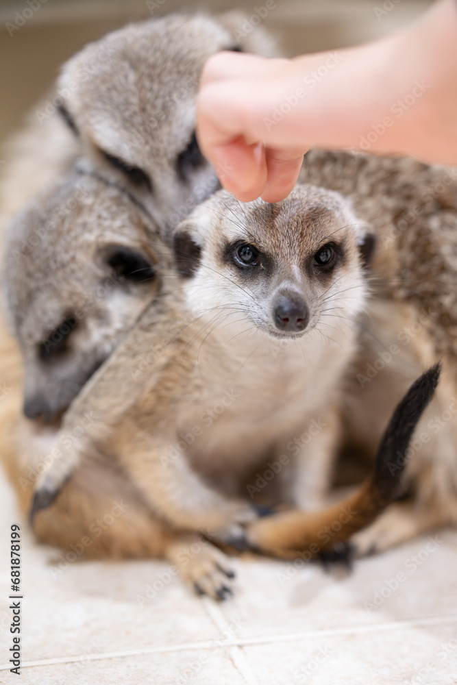 Fototapeta premium Meerkat being petted while watching over other meerkats sleeping