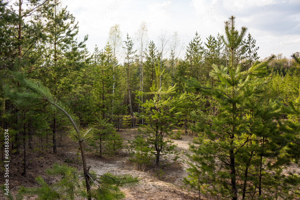 An old sand quarry overgrown with young pine forest An old sand quarry overgrown with young pine forest