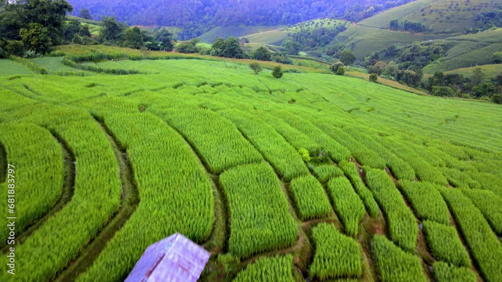 Paddy rice farmland in Northern Thailand, Pa Pong Piang rice terraces in North Thailand, green rice paddy fields during sunrise with fog and clouds