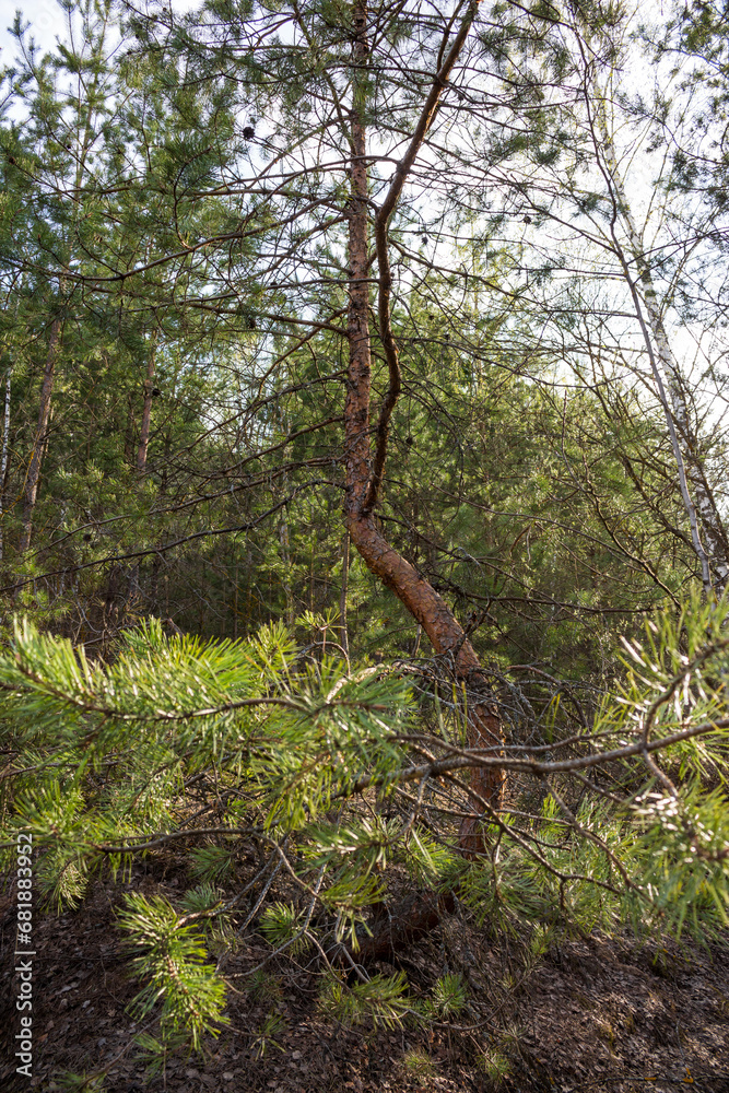 Young pine tree with a curved trunk growing in the forest Young pine tree with a curved trunk growing in the forest