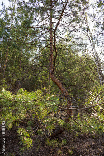 Young pine tree with a curved trunk growing in the forest