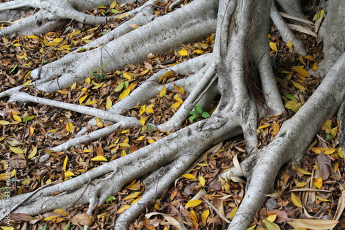 Close up of leaves scattered on the roots of a fig ficus tree in a garden