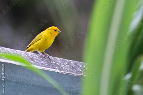 Birds photo