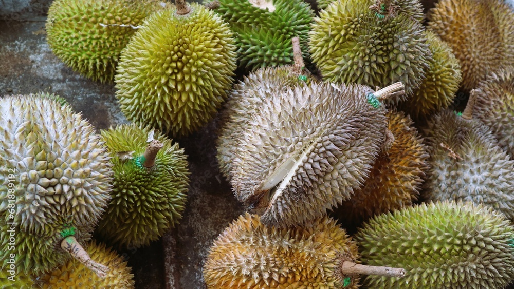 Pile of durian that have been harvested and are ready for sale Pile of durian that have been harvested and are ready for sale