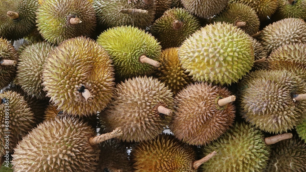 Pile of durian that have been harvested and are ready for sale Pile of durian that have been harvested and are ready for sale