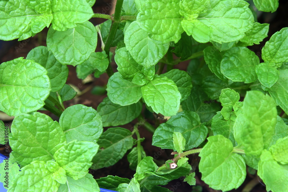 fresh green mint leaves plant or mentha piperita citrata herb also in india known as fudina growing in pot for chutney,pani puri,masala tea,herbal chai,ayurvedic medicine,top view fresh green mint leaves plant or mentha piperita citrata herb also in india known as fudina growing in pot for chutney,pani puri,masala tea,herbal chai,ayurvedic medicine,top view