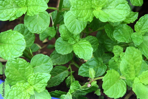 fresh green mint leaves plant or mentha piperita citrata herb also in india known as fudina growing in pot for chutney,pani puri,masala tea,herbal chai,ayurvedic medicine,top view © gv image