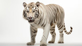 white bengal tiger HD 8K wallpaper Stock Photographic Image 