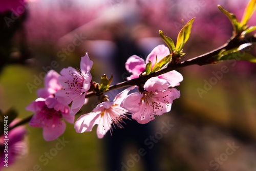 close up of flowering peach in Aitona, Catalonia, Spain photo