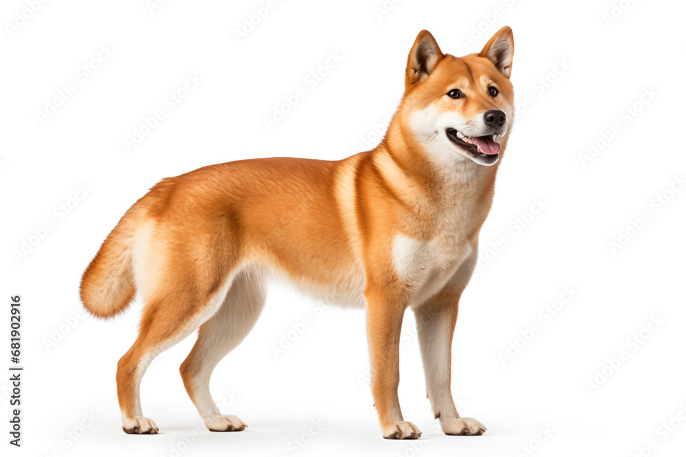 Shiba Inu dog standing alert and poised, its eyes gleaming with intelligence and curiosity