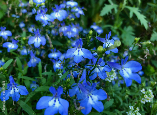 Blue lobelia in the garden