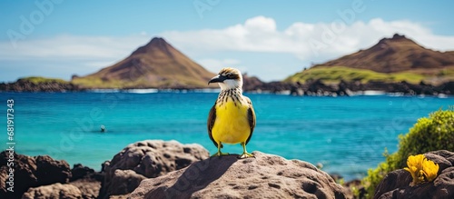 In the tropical paradise of the Galapagos Islands, a yellow flower bloomed amidst the cacti, attracting a finch while a tree provided refuge for a curious bird, showcasing the diverse fauna of this photo